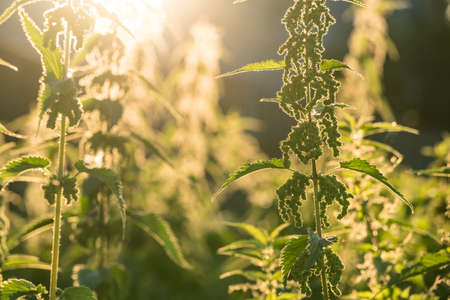 Nettle or hemp in the evening sun, Golden hour. Medicinal herb, Field grass. Natural background.の写真素材