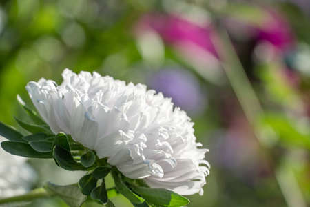 Photo of beautiful flowers in the backyard or in the Botanical garden in summer. Large white flower buds close up.の写真素材