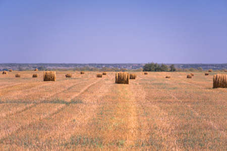 Haystacks on the field. Summer rural landscape. Landscape of the edge of a field with wheat or...