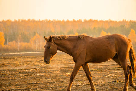 The stallion ranch is in the background of the sunset. A horse walks through a plowed field in the morning at dawnの写真素材