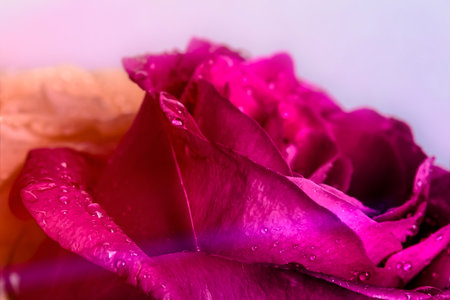 Photo of a pink rose with drops of water and dew on a gray background. Rosebud close-up. Macro photography of plants and flowersの写真素材