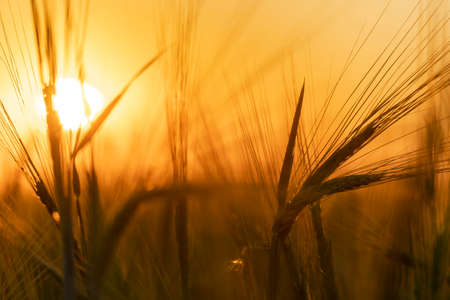 Harvesting grain crops in a field or meadow.Barley ears sway in the wind against the background of a sunny sunset with an orange sky.Nature, freedom.The sun's rays will shine through the stems of grainの写真素材