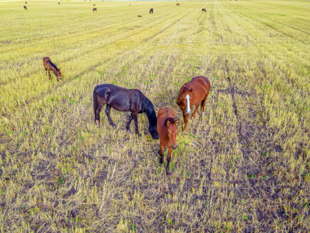 Horses grazing grass in a meadow.Domestic farm horses are mammals grazing in green fields.Mares with foals graze on the farm. Wildlife and animals on lea.Farm animals of thoroughbred horses.Breedingの写真素材