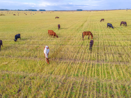 Horses grazing grass in a meadow.Domestic farm horses are mammals grazing in green fields.Mares with foals graze on the farm. Wildlife and animals on lea.Farm animals of thoroughbred horses.Breedingの写真素材