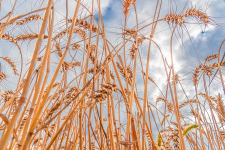 Golden Cereal field with ears of wheat,Agriculture farm and farming concept.Harvest.Wheat...
