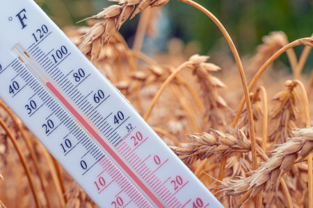 The thermometer is located in a wheat field.Summer,drought.High air temperature.Heat.Meteorology, agro-industrial complex.Global warming and climate change.Ears of wheat and grain with a thermometerの写真素材