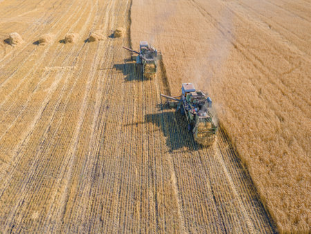 Harvest wheat grain and crop aerial view.Harvesting wheat,oats, barley in fields,ranches and...