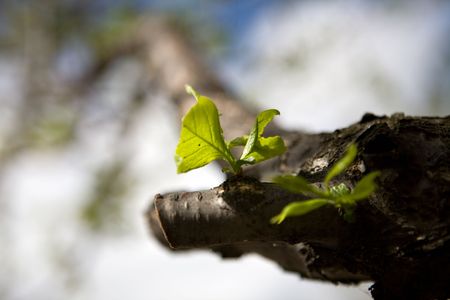 Apple leafs grow in the garden