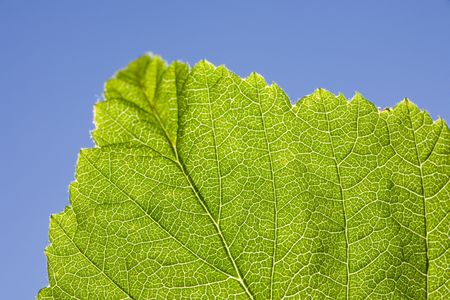Leaf macro and blue sky