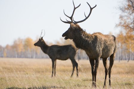 Pair of deerの写真素材