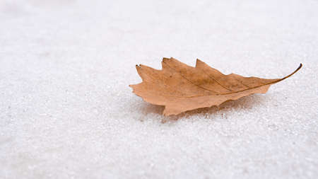Single yellow oak leaf lies on the white snow. Leaf of a tree on a white background. Lonely scene. Melancholy conceptの写真素材