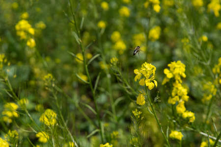 The honey bee flies over the yellow flower. Beautiful nature summer background. Bee collects nectar,...