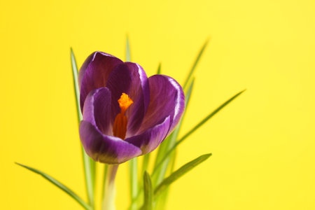 close-up of a spring flower on a yellow background, green leaves and a blooming purple crocus bud