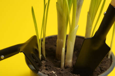 on a yellow background, a flower pot with soil and sprouts and tools for their care