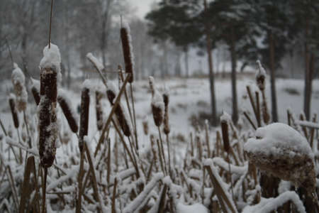 photograph of a winter landscape, the scene was taken in a city park with a pond, in the foreground there are reedsの写真素材