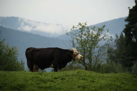 Ukrainian farm, domestic animal, cow in a meadow among the mountains, Carpathians, landscape, horizontally oriented imageの写真素材