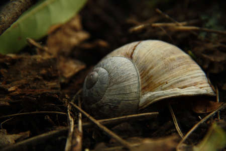 spiral shell of a snail in the forest, macro, lanscape, background image, ground view