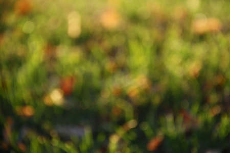a blurred background image of green grass. background image, backlightの写真素材