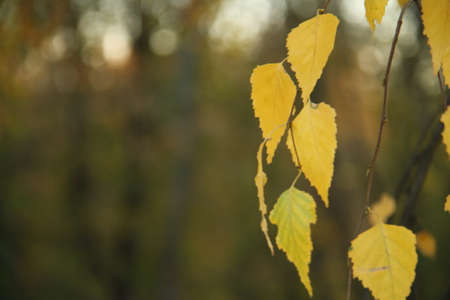autumn birch leaves, located one third to the right, background image. High quality photoの写真素材