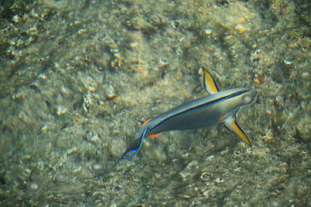 a fish of Red Sea at the right bottom corner of the image, clear water and shallow place