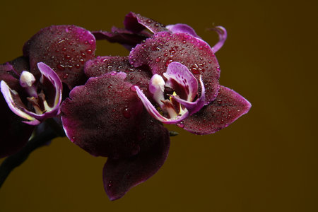 Dark purple orchid flower with water drops close-upの写真素材