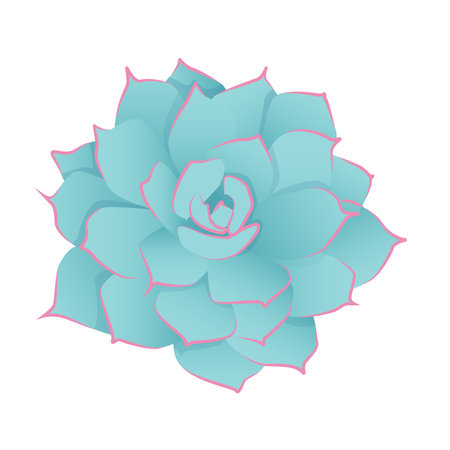 Bright blue succulent Echeveria houseplantのイラスト素材