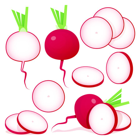 Fresh Radishes and Slices Vegetable Collectionのイラスト素材
