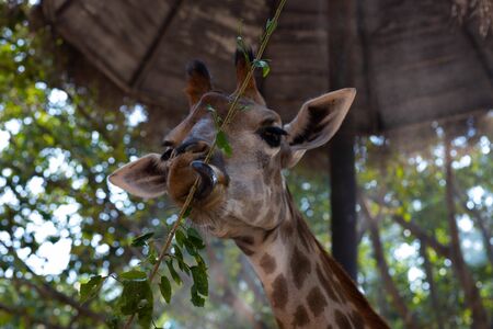 One giraffe eats leavesの写真素材