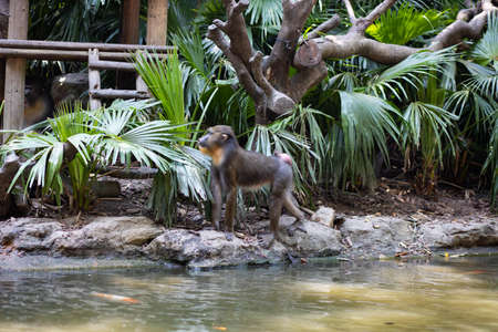 Macaque stands near the pond