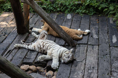 Two little tiger cubs in the zooの写真素材