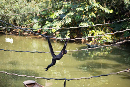 Monkey hanging by tail and paws at the creeper jumps across the pondの写真素材