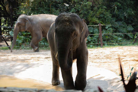 Two big elephants in a Safari Parkの写真素材