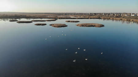 The mouth of a river with blue water on which swans swim. On the bank and in the middle of the river there are dry grass and reeds. There are village with small houses on the shore.の写真素材