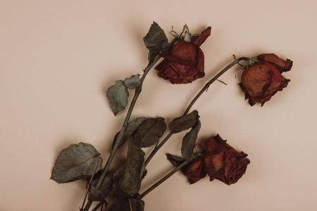 Withered dry roses lie on a beige background. Floral composition.の写真素材