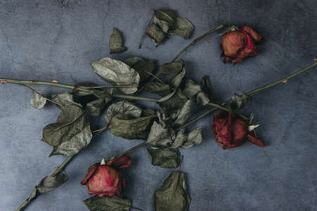 Withered roses scattered in different directions lie on a dark concrete background. Top view floral compositionの写真素材