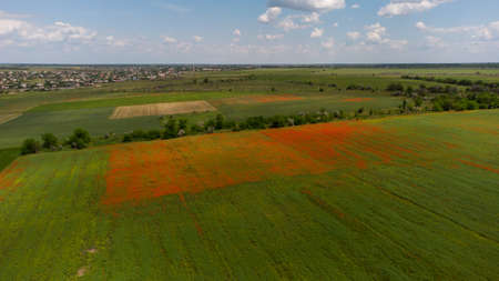 Aerial view of a green field with square part of blooming poppies and green trees. Residential...