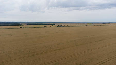 Aerial view of yellow agricultural fields. Ukraine