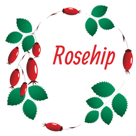 A wreath with rosehip: a branch, red berries and green leaves. All elements are isolatedのイラスト素材