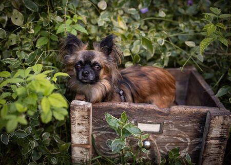 Chihuahua dog in the wooden box.の写真素材