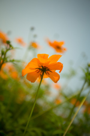 calliopsisの写真素材