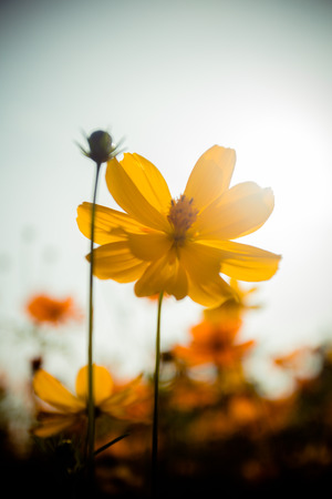 Cosmos bipinnatusの写真素材