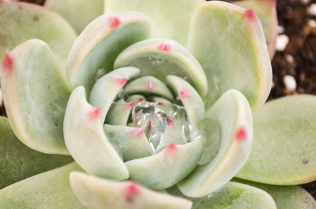 Succulent plants: stone lotusの写真素材