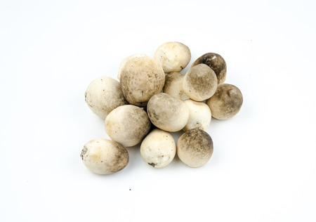 Volvariella volvaceaの写真素材