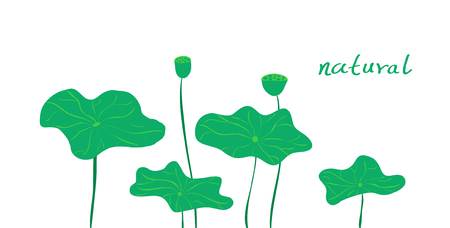 Lotus on white backgroundのイラスト素材