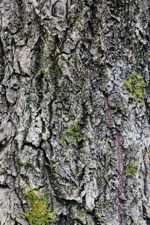 texture of old tree bark trunk. wood texture with mossの写真素材