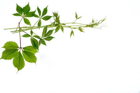 Summer composition. Leaves of the creeper on white background. Summer concept. Flat lay, top view, copy space,の写真素材