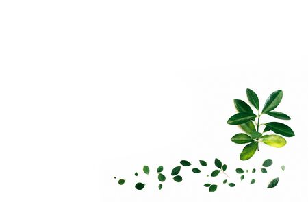 flower arrangement of green leaves on a white background, flat styling, space for textの写真素材