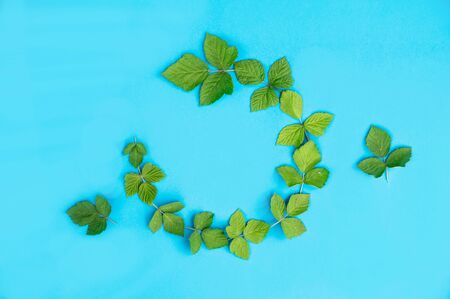 Flowers composition. Pattern made of white flowers and green leaves on blue background. summer...