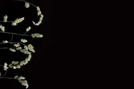 summer-autumn concept. spikelets of grass on a black background.の写真素材