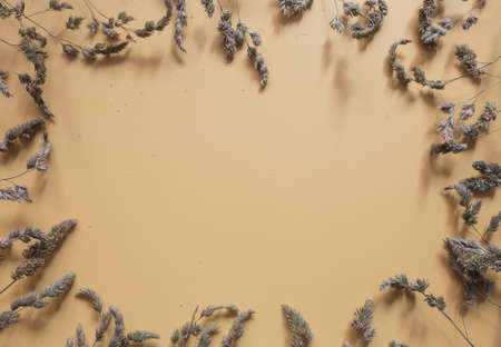 summer-autumn concept. spikelets of grass on a light ground.の写真素材
